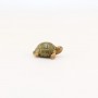 Tortue