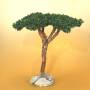 Arbre Pin Parasol 14cm