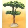 Arbre Pin Maritime 14cm